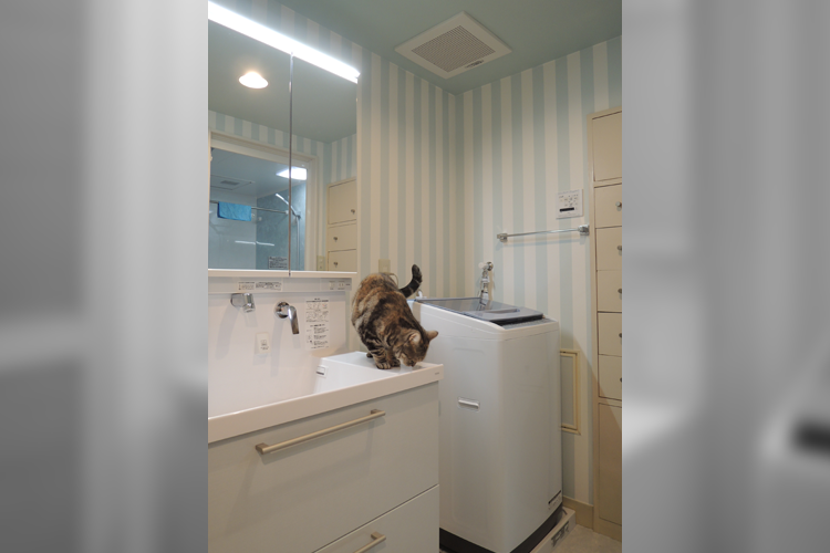 気持ちのいい洗面室に猫さんも大満足